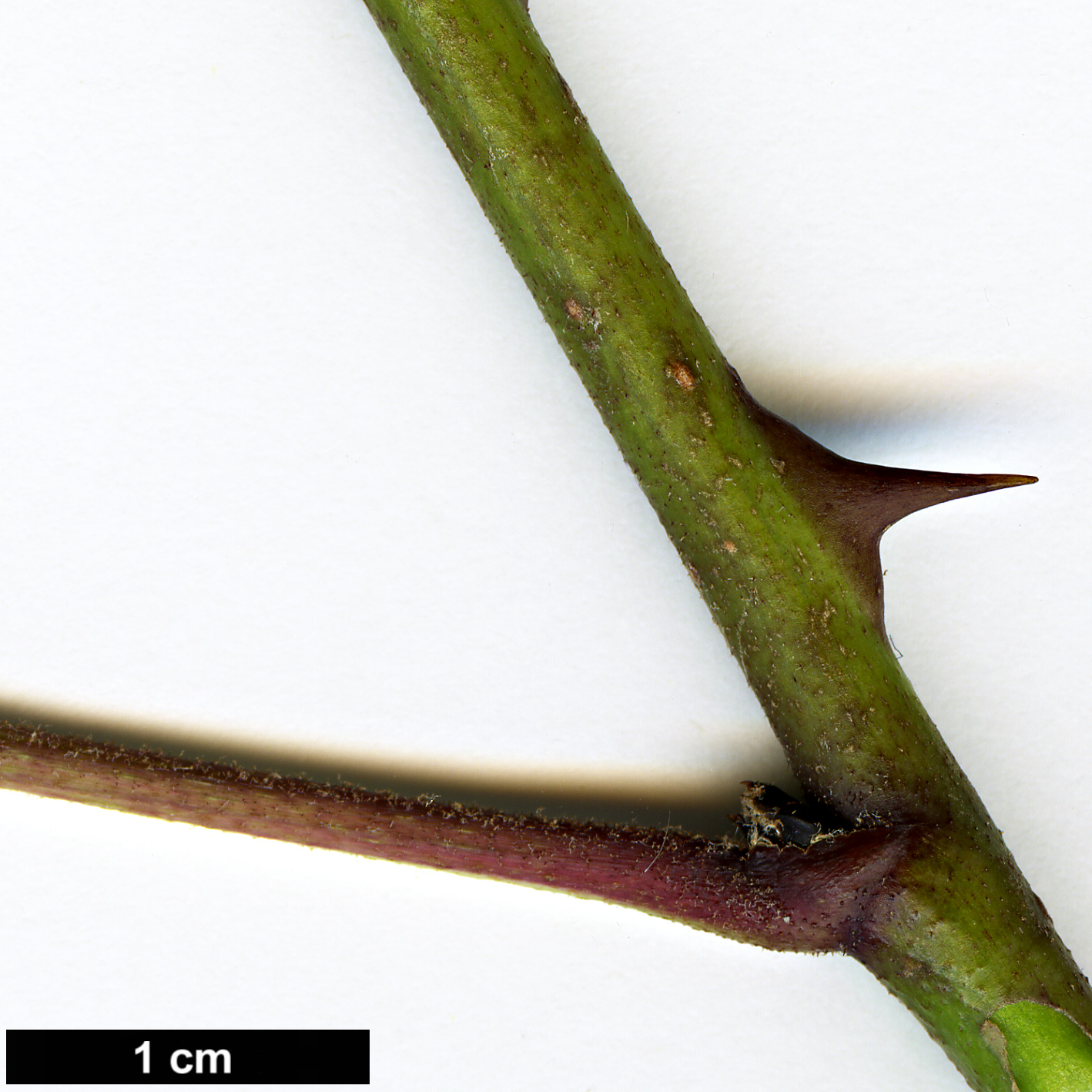 High resolution image: Family: Araliaceae - Genus: Eleutherococcus - Taxon: leucorrhizus - SpeciesSub: var. leucorrhizus